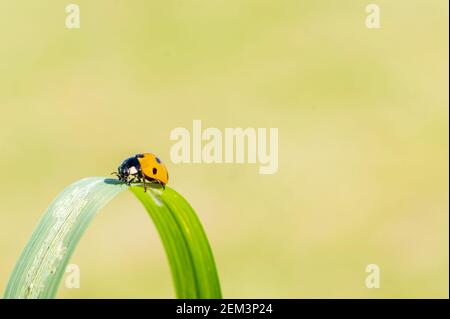 coccinelle, (coccinella septempunctata) un insecte de dendroctone rouge avec sept taches reposant sur une roseau d'herbe en été et communément connu comme un coccinelle ou une dame Banque D'Images