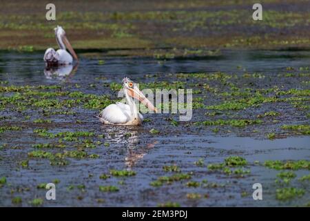 Deux pélican à bec direct (Pelecanus phippensis) sont également des pélican gris dans un lac de kanyakumari, au tamil nadu Banque D'Images