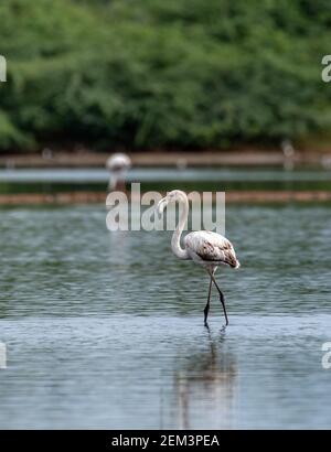 Jeune grand flamants (Phoenicopterus roseus) debout seul dans une ferme de sel à nagercoil, Tamil nadu Banque D'Images