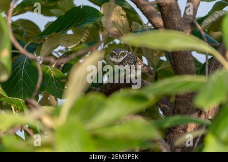 La chouette tachetée (Athene brama) regarde curieusement dans la caméra à travers les feuilles de l'arbre avec des yeux jaune vif. Banque D'Images