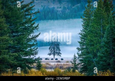 Accent sélectif sur le centre éloigné, alors que le bison passe devant un arbre solitaire pendant une brume matinale intense, dans la vallée Lamar de Yellowstone N.P. Banque D'Images