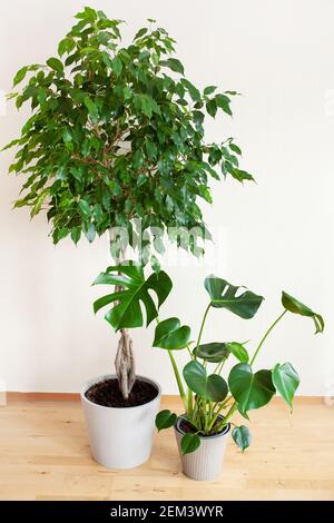 les plantes de maison monstera et ficus benjamina dans les pots de fleurs Banque D'Images