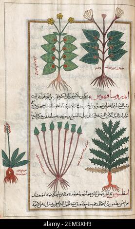 Une sélection de plantes, y compris des plantes aquatiques. Après une illustration par Mirza Baqir dans un livre iranien du 19ème siècle du médecin grec et botaniste Pedanius Dioscorides 1er siècle AD oeuvre de Materia Medica. Banque D'Images