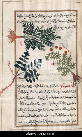 Identifié dans le livre comme trois types de thym. Après une illustration par Mirza Baqir dans un livre iranien du 19ème siècle du médecin grec et botaniste Pedanius Dioscorides 1er siècle AD oeuvre de Materia Medica. Banque D'Images