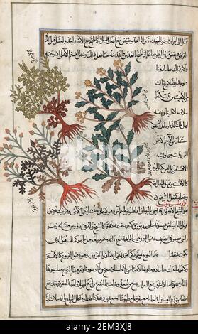 Identifié dans le livre comme deux variétés de bois de millepertuis. Après une illustration par Mirza Baqir dans un livre iranien du 19ème siècle du médecin grec et botaniste Pedanius Dioscorides 1er siècle AD oeuvre de Materia Medica. Banque D'Images