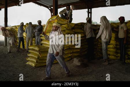 Un lourd sac de ciment de 50 kg est transporté à l'arrière du travailleur manuel pour le transport à Mathura, Uttar Pradesh, Inde. Banque D'Images