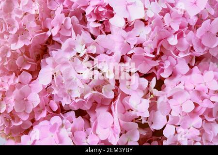 Romantique, doux et beau motif rose hortensia fleurs fond Banque D'Images