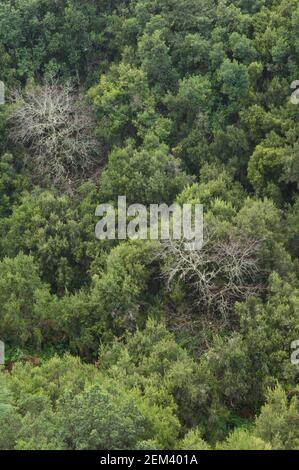 Châtaignes sucrées Castanea sativa et forêt à feuilles persistantes. Barlovento. La Palma. Îles Canaries. Espagne. Banque D'Images