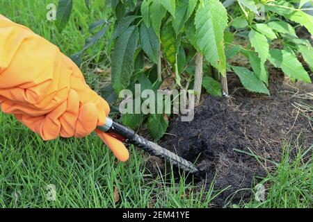 Mains portant des gants en caoutchouc orange pour ramasser le pied de biche en strel pour peller le sol du jardin. Banque D'Images