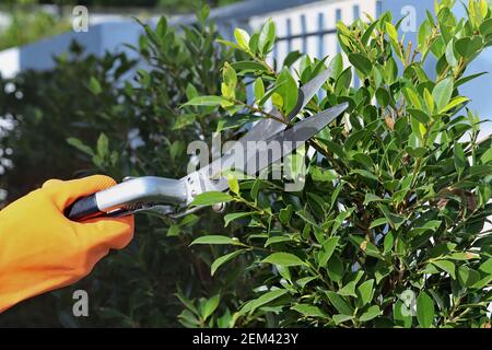 Maison décoration de jardin: Porter des gants en caoutchouc orange pour ramasser des ciseaux à strel pour décorer les branches de l'arbre dans le jardin. Banque D'Images