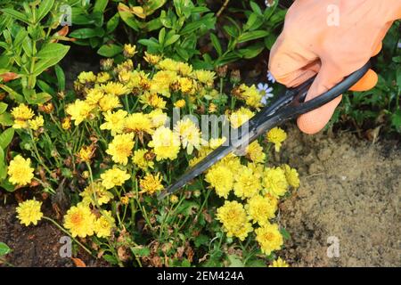 Maison décoration de jardin: Porter des gants en caoutchouc orange pour ramasser des ciseaux de strel pour décorer les fleurs de l'arbre dans le jardin. Banque D'Images