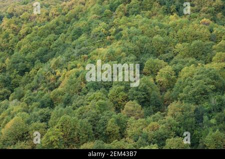 Forêt de châtaignes sucrées Castanea sativa. Brena Alta. La Palma. Îles Canaries. Espagne. Banque D'Images