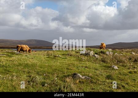 Vaches des Highlands broutant dans la campagne de l'Uist du Nord Banque D'Images