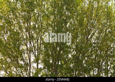 Texture d'arrière-plan, de grands arbres avec rétro-éclairage. Banque D'Images