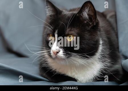 Beau chat noir et blanc avec des yeux verts et une grande moustache blanche est placée sur un fond gris et regarde à gauche de près, espace de copie Banque D'Images