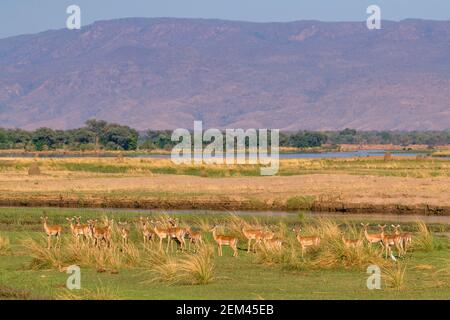 Un troupeau d'Impala, unique membre du genre Aepyceros, vu sur la plaine inondable du fleuve Zambèze dans le parc national de Mana pools au Zimbabwe. Banque D'Images