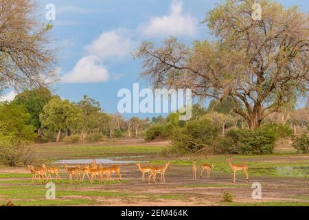 Un troupeau d'Impala, Aepyceros melampus, vu dans le parc national de Mana pools au Zimbabwe pendant la saison humide. Banque D'Images