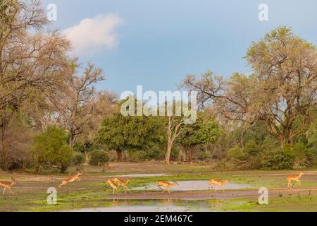 Un troupeau d'Impala, Aepyceros melampus, vu dans le parc national de Mana pools au Zimbabwe pendant la saison humide. Banque D'Images