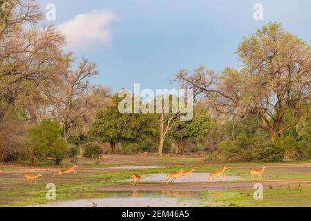 Un troupeau d'Impala, Aepyceros melampus, vu dans le parc national de Mana pools au Zimbabwe pendant la saison humide. Banque D'Images