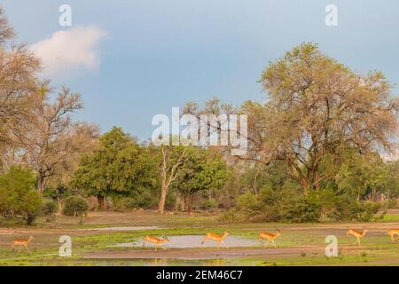 Un troupeau d'Impala, Aepyceros melampus, vu dans le parc national de Mana pools au Zimbabwe pendant la saison humide. Banque D'Images