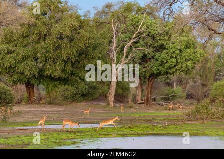 Un troupeau d'Impala, Aepyceros melampus, vu dans le parc national de Mana pools au Zimbabwe pendant la saison humide. Banque D'Images