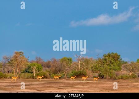 Un troupeau d'Impala, Aepyceros melampus, vu dans le parc national de Mana pools au Zimbabwe pendant la saison humide. Banque D'Images