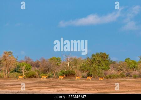 Un troupeau d'Impala, Aepyceros melampus, vu dans le parc national de Mana pools au Zimbabwe pendant la saison humide. Banque D'Images