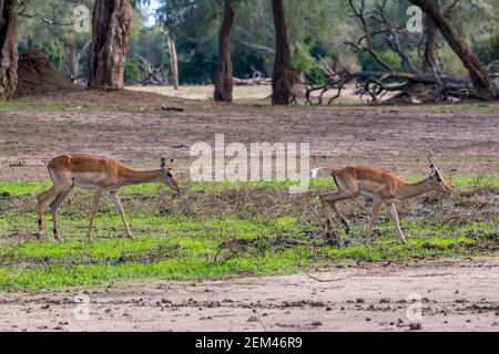 Un troupeau d'Impala, Aepyceros melampus, vu dans le parc national de Mana pools au Zimbabwe pendant la saison humide. Banque D'Images