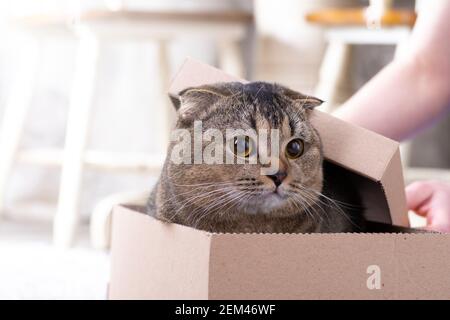 Scotch plier le chat dans une boîte en carton sur le plancher de la salle de séjour. Banque D'Images