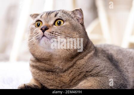 Scotch plier le chat dans le salon près de la table à manger. Banque D'Images