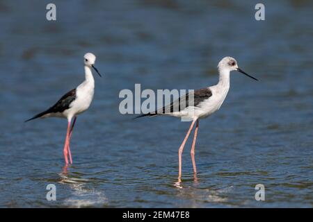 Un stilt à ailes de balck a été vu voler dans le parc national de Mana pools au Zimbabwe. Banque D'Images