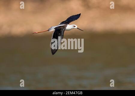 Un stilt à ailes de balck a été vu voler dans le parc national de Mana pools au Zimbabwe. Banque D'Images