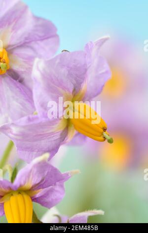 Solanum tuberosum fleur de pomme de terre Banque D'Images