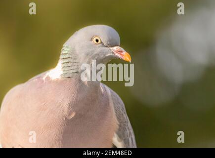 Pigeon de bois, Palumbus de Columba, perchée dans un jardin britannique, hiver 2021 Banque D'Images
