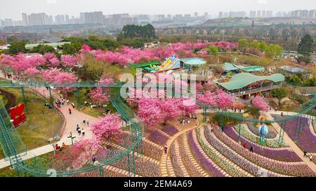 Chengdu, province chinoise du Sichuan. 22 février 2021. Les gens apprécient leur séjour en fleurs dans un jardin de Chengdu, dans la province du Sichuan, dans le sud-ouest de la Chine, le 22 février 2021. Crédit: Wang Wei/Xinhua/Alay Live News Banque D'Images