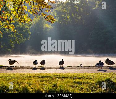 Canards rétroéclairés silhouettés sur la rive de l'étang de navigation de Southampton Common, Hampshire, Angleterre Banque D'Images