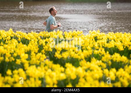 Un coureur de St James's Park, Londres, avec des prévisionnistes qui prédisent « les premiers signes du printemps » sera ressenti dans une grande partie du Royaume-Uni dans les jours à venir. Date de la photo: Mercredi 24 février 2021. Banque D'Images