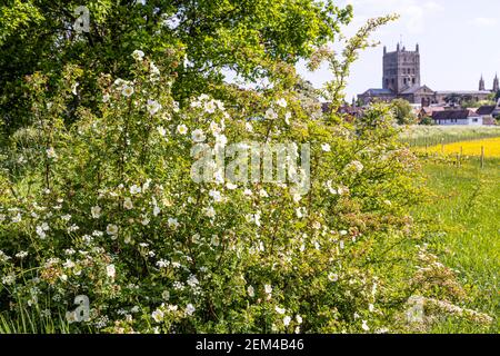 Une rose sauvage blanche fleurit à Tewkesbury, Gloucestershire UK - Abbaye de Tewkesbury est en arrière-plan Banque D'Images