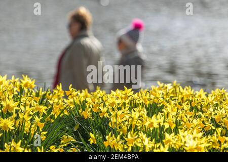 SAINT JAMES PARK LONDRES, ROYAUME-UNI 24 FÉVRIER 2021. Les jonquilles printanières baignées dans le soleil chaud de Saint James Park Londres, alors que le temps chaud est prévu avec le soleil dans la semaine à venir dans le sud-est de l'Angleterre crédit amer ghazzal/Alamy Live News Banque D'Images