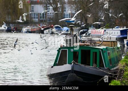 La rivière Lea en hiver près du parc Markfield, Tottenham, Londres, avec des bateaux étroits et des mouettes Banque D'Images