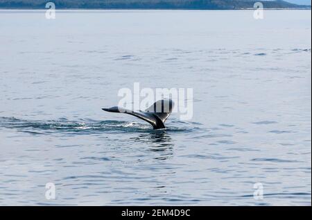 Le fluke ou la queue d'une baleine à bosse (Megaptera novaeangliae) Comme il plonge dans les eaux du sud de l'Alaska Banque D'Images