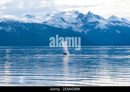 Le coup d'une baleine à bosse (Megaptera novaeangliae) Surfaçage au large de la côte de l'Alaska avec des montagnes enneigées l'arrière-plan Banque D'Images