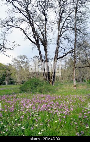 Prairie, Cowichan Garry Oak Preserve, Cowichan Valley, île de Vancouver (Colombie-Britannique). Banque D'Images