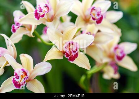 Belles fleurs d'orchidées orientales dans le jardin botanique, en gros plan photo d'orchidées Cymbidium Banque D'Images