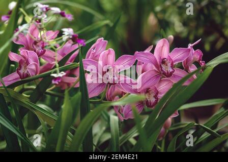 Orchidées fleuries dans le jardin, Cymbidium rose ou Boat-Orchid fleurs contre des feuilles vertes Banque D'Images