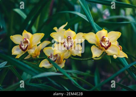 Fleurs d'orchidées de bateau jaune-orange (Cymbidium devonianum) dans le jardin d'orchidées Banque D'Images