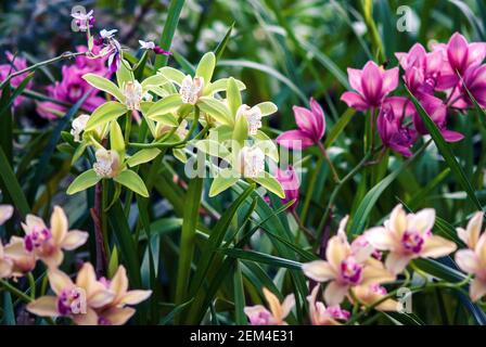 Beaucoup d'orchidées fleurissent dans le jardin tropical, Cymbidiums ou variété d'orchidées de bateau Banque D'Images