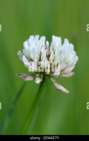 Clover, Cowichan Valley, île de Vancouver, Colombie-Britannique, Canada Banque D'Images