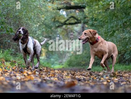 Un renard roux labrador et un spaniel springer jouant ensemble à Hampstead Heath, Londres Banque D'Images