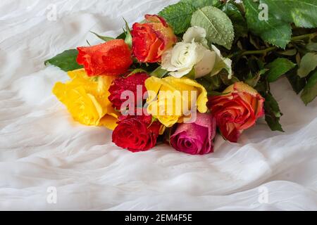 Roses multicolores avec gouttelettes d'eau - fond blanc Banque D'Images